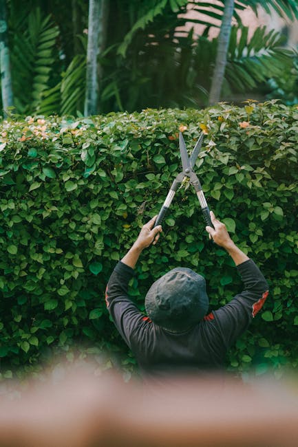 A person dressed in a dark long-sleeved shirt and wearing a gray hat is trimming a dense, well-maintained hedge with large, sharp-edged shears. The hedge features small, glossy green leaves and forms 